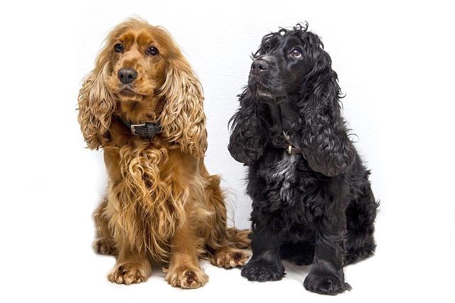 Varför Cocker Spaniel?