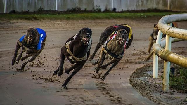 Betta på hundsporter