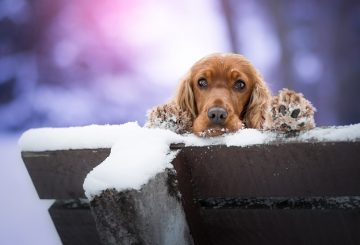 Varför Cocker Spaniel?